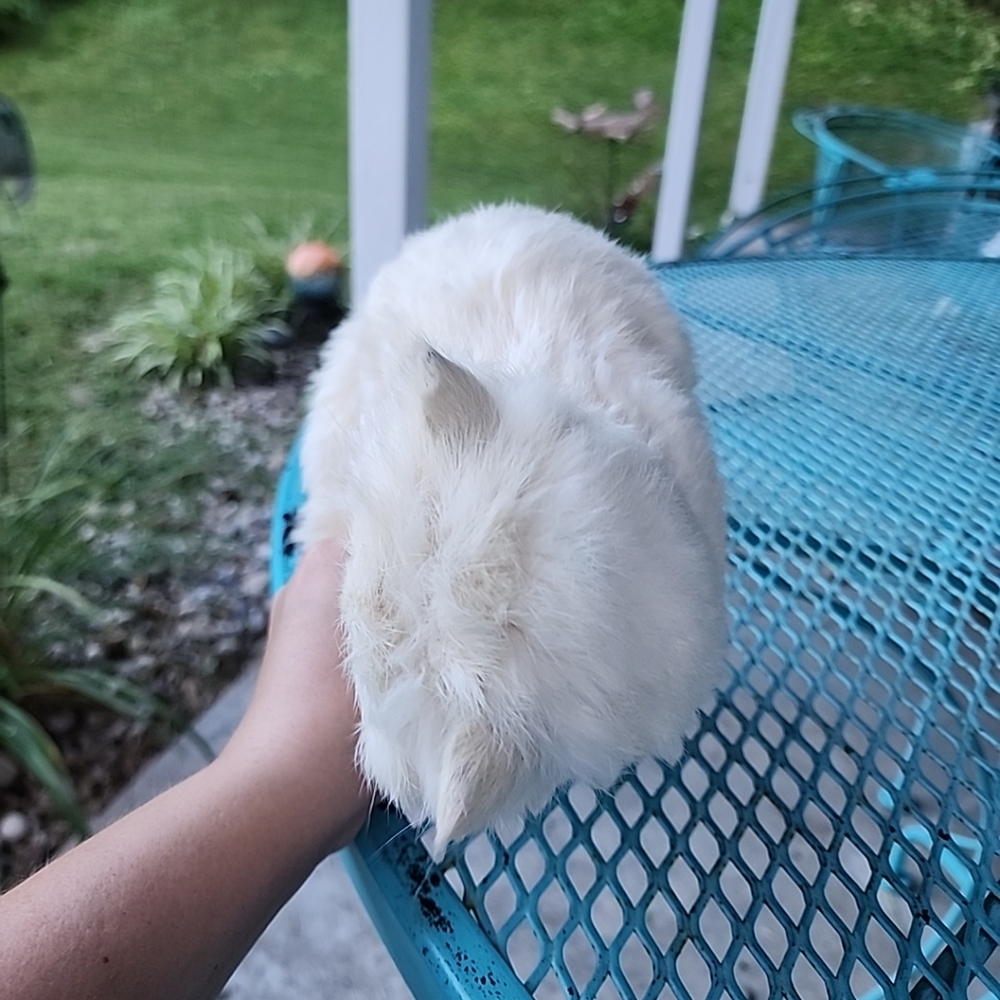 Vintage Rabbit Fur Cat Figure - Picture 5 of 9